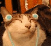 宠物托运流程宠物出行必备知识,带狗子回家过年宠物托运