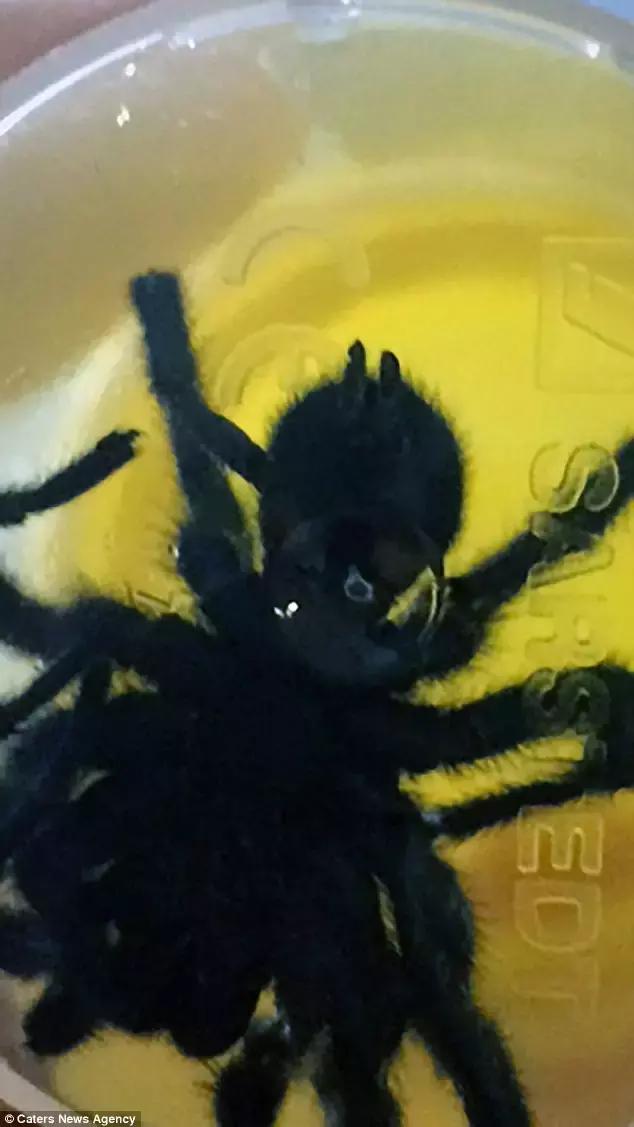 澳洲大蜘蛛咬人死亡,澳大利亚被蜘蛛咬死