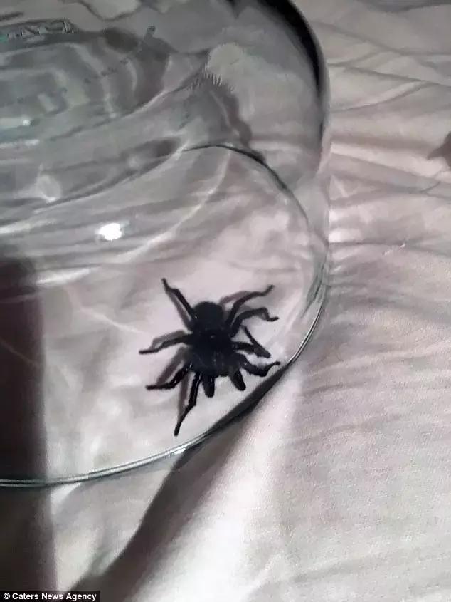 澳洲大蜘蛛咬人死亡,澳大利亚被蜘蛛咬死