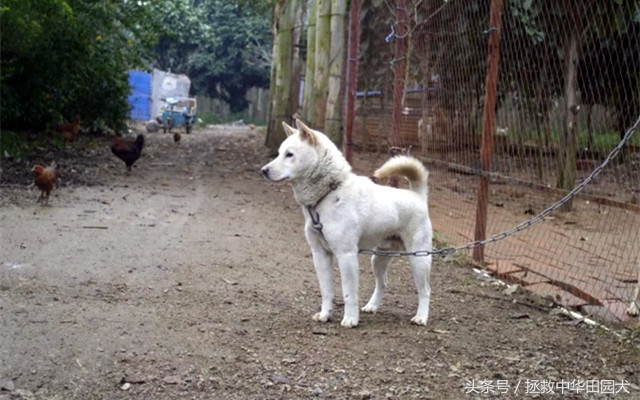高颜值广西土猎犬,广西土猎标准身材