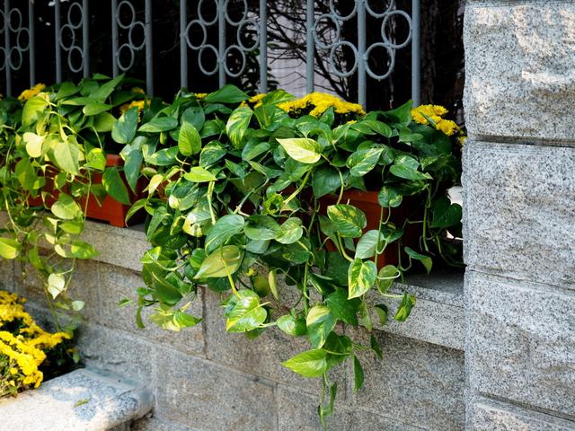 绿萝的花需要太阳吗,绿萝养法十种养不死的室内绿植