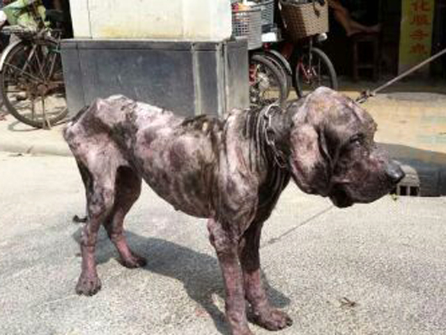 小藏獒被遗弃,藏獒一个月没吃饭被领养后大变样