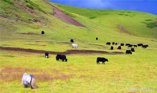 四川省最大的草原若尔盖