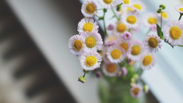 胆囊炎胆结石可以吃什么药,胆囊炎伴胆结石最佳处理方案