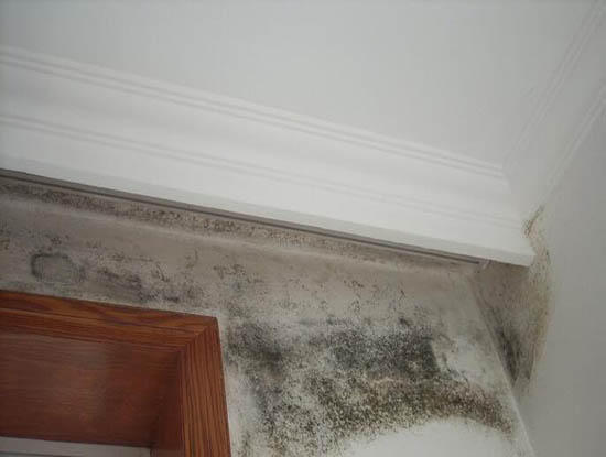 墙体发霉最好的解决办法,墙体发霉彻底解决办法