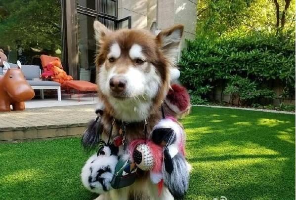 这炫富方式绝了！唐嫣LV包、权志龙天价项链都被王思聪的狗怼了