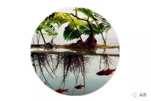 水草缸养小型热带鱼用多大的缸好,水草缸适合混养哪些小型热带鱼