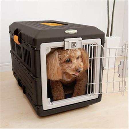 宠物托运流程宠物出行必备知识,带狗子回家过年宠物托运