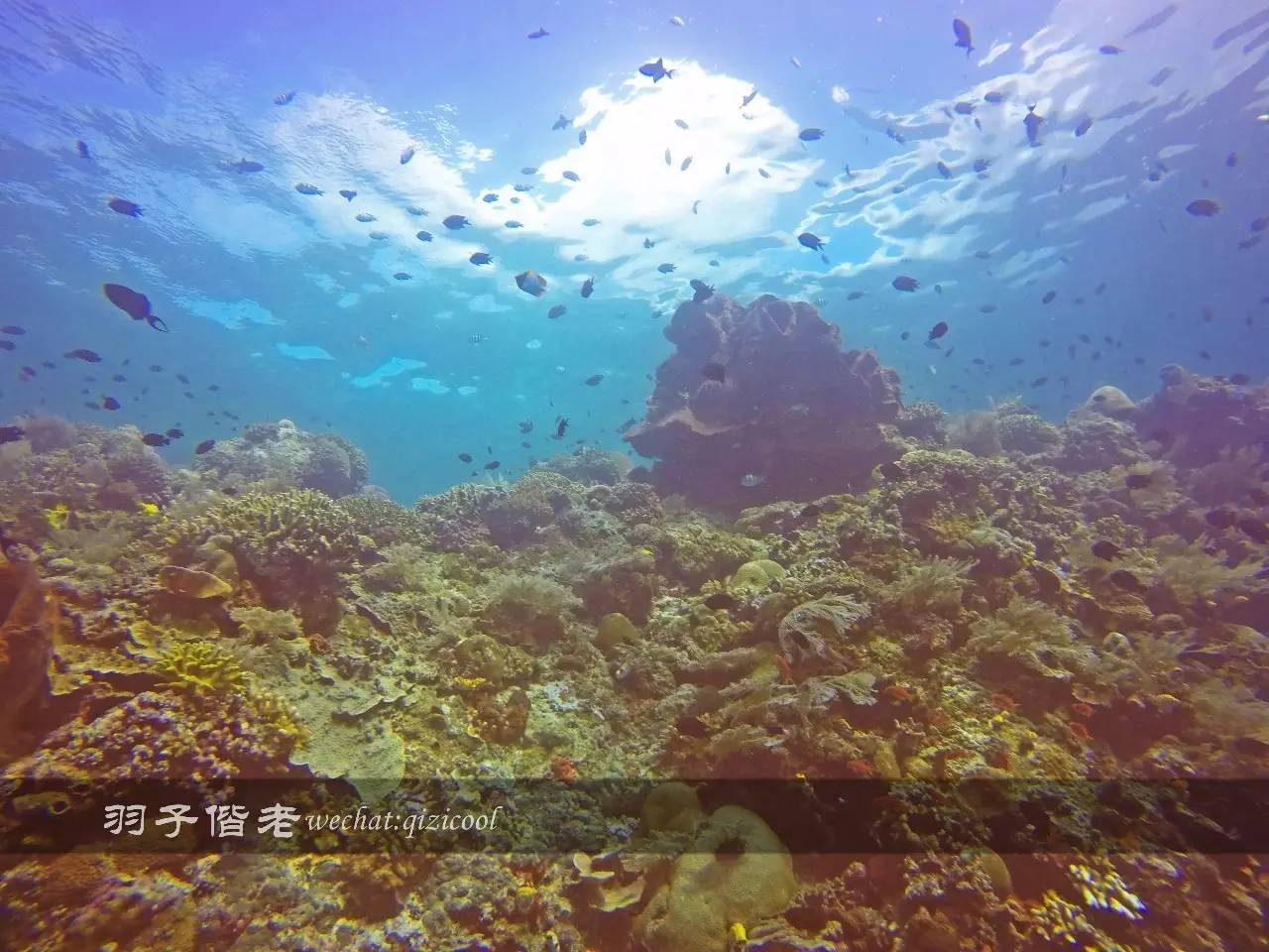 印尼美娜多旅游潜水攻略,印尼美娜多潜水圣地