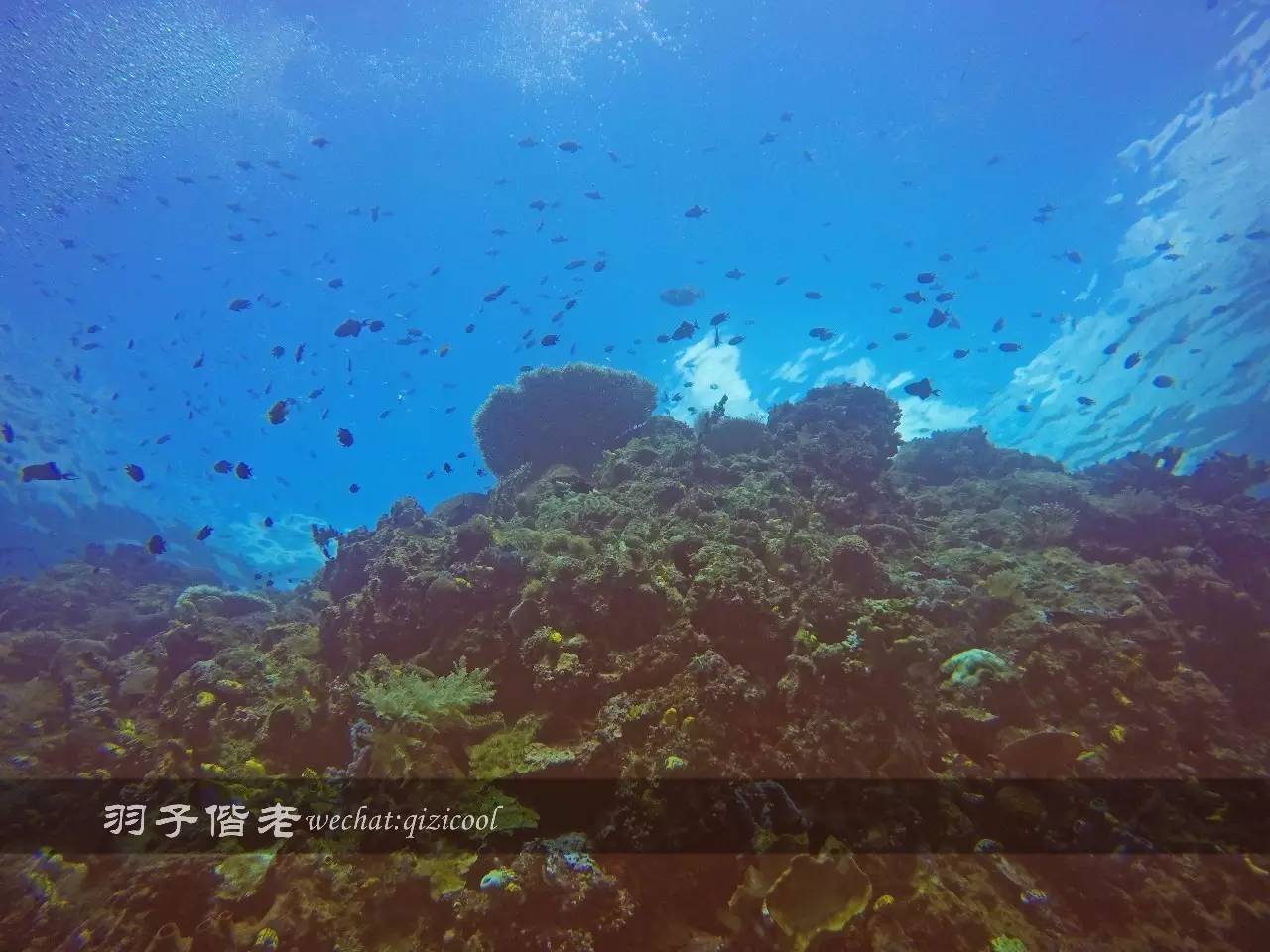 印尼美娜多旅游潜水攻略,印尼美娜多潜水圣地