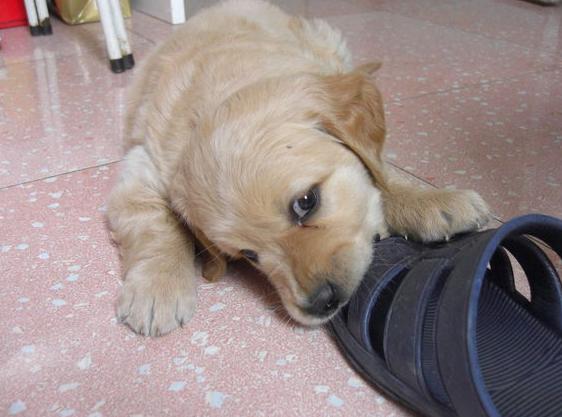 狗狗乱咬东西怎么办小韩教你改掉它的坏习惯