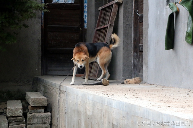 黄毛黑背黑嘴的土狗好不好,看家护院黑背土狗出售