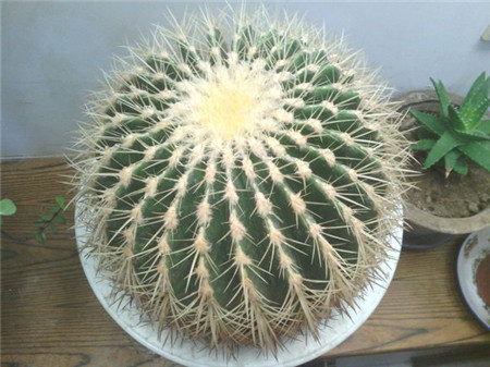 金琥仙人球不圆怎么办,金琥仙人球3年能长多大