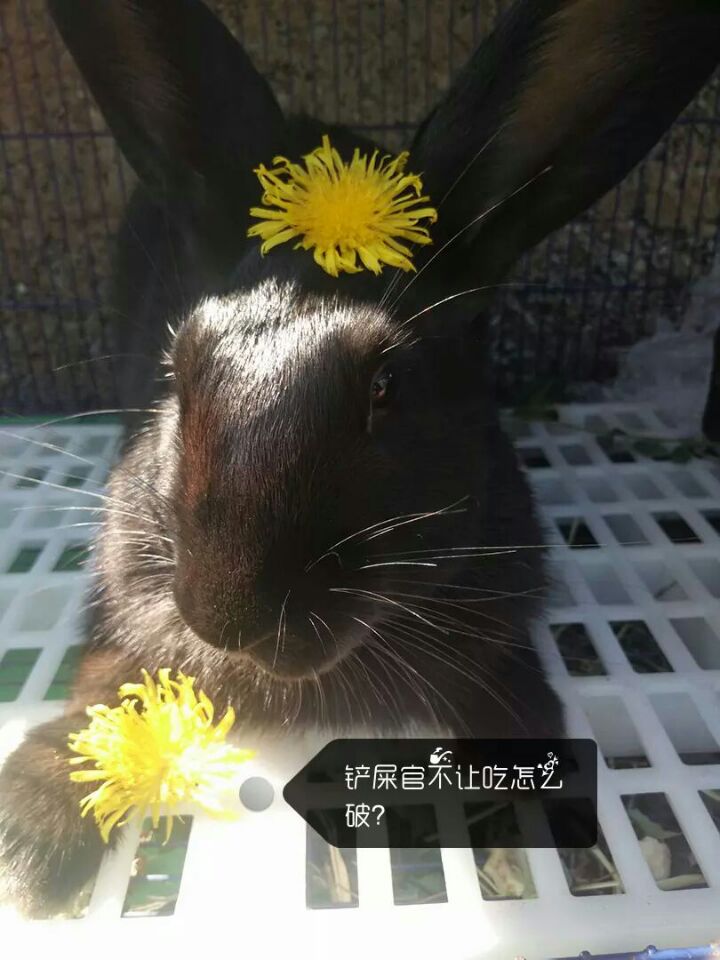 新手养兔子的正确方法,教新手养兔子的视频