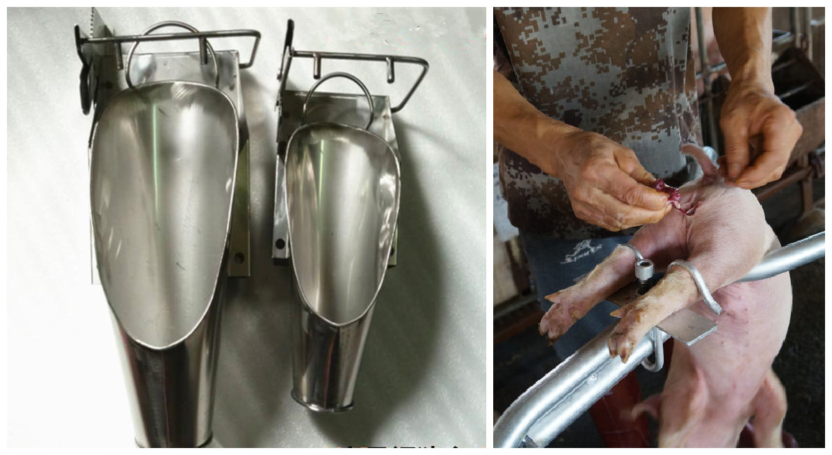 养猪神器哪种好,养猪神器大全图片