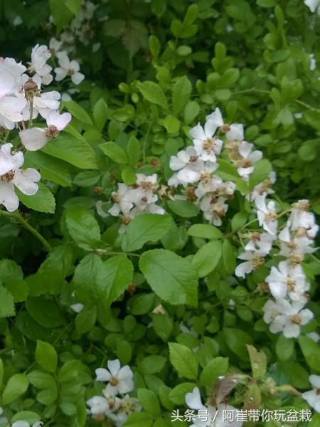 网购的小玫瑰盆栽能养活吗,网购收到玫瑰盆栽记得这样操作