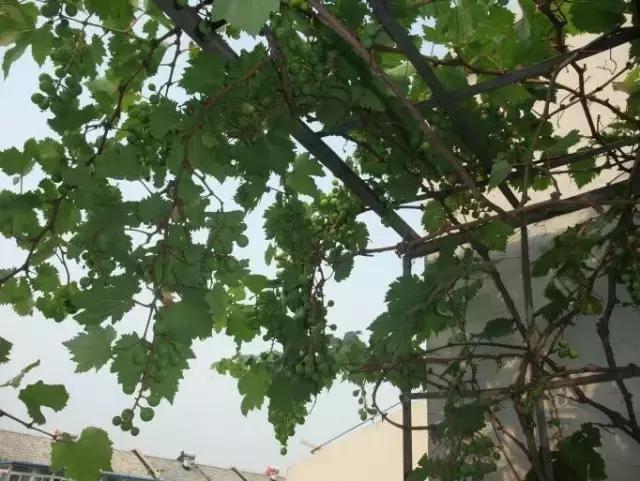 阳台上怎么养好葡萄树,阳台上怎么种植葡萄树
