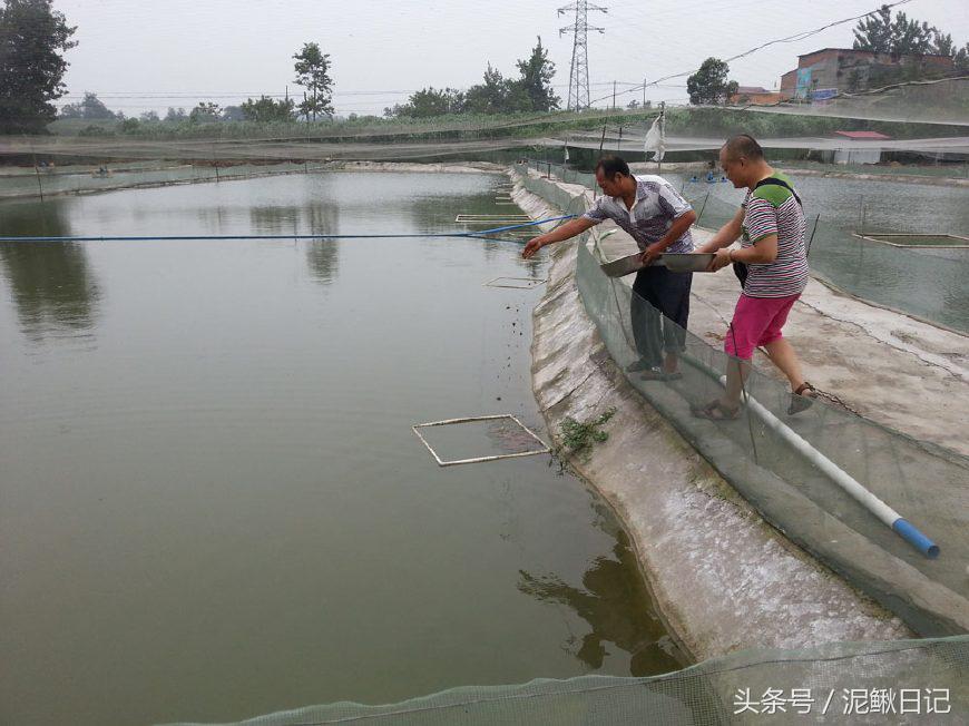 泥鳅养殖技术与投资,泥鳅是沉型还是浮型