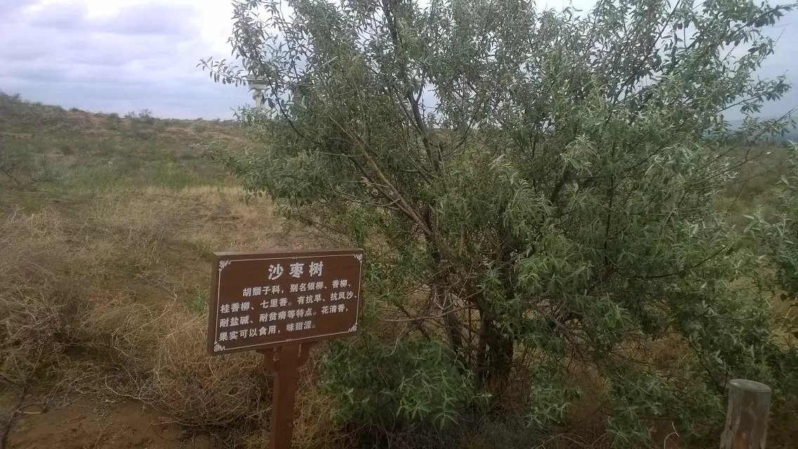 王维大漠孤烟直沙坡头,沙坡头大漠孤烟直在哪里看