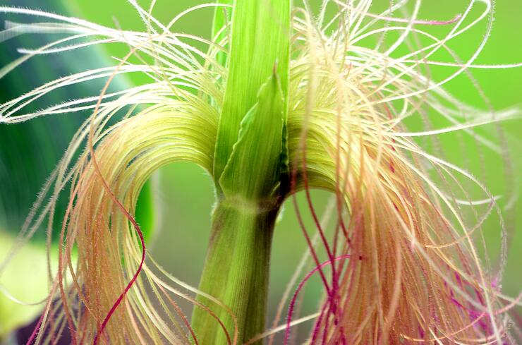 利胆排石对肾结石有用吗,玉米须治胆结石最好方法