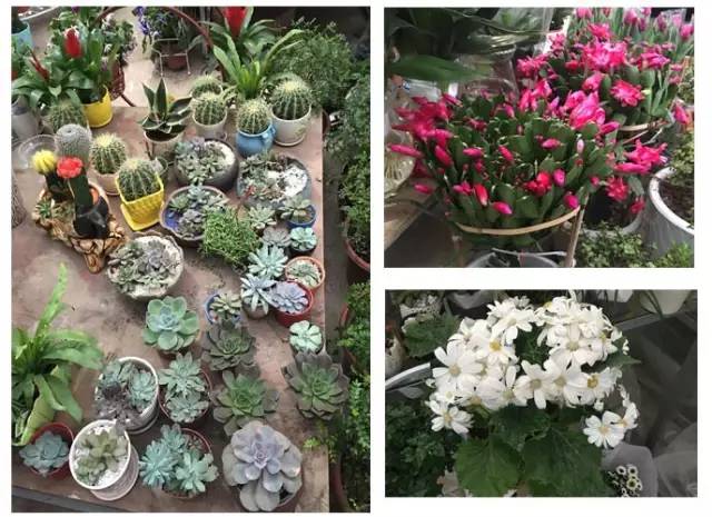 武汉最大的鲜花批发市场,武汉最实惠的鲜花交易市场