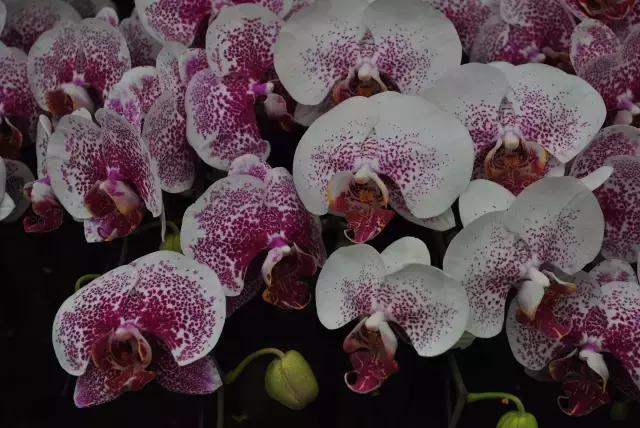 年宵花怎样才能保持长久,年宵花为什么每年都要丢掉