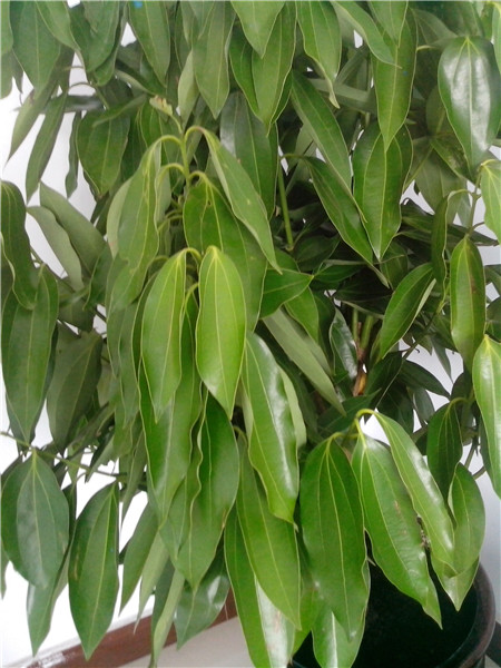 平安树怎么区分缺水了还是烂根了,平安树叶子发黄掉落怎么办