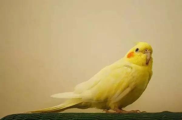 这两只在日本爆火的贱鹦鹉，一定能成为表情包界最火的新网红！