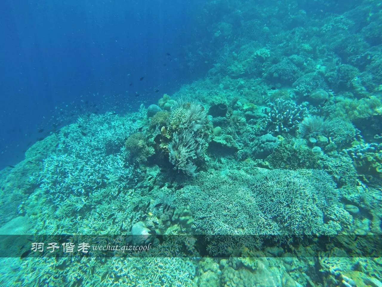 印尼美娜多旅游潜水攻略,印尼美娜多潜水圣地