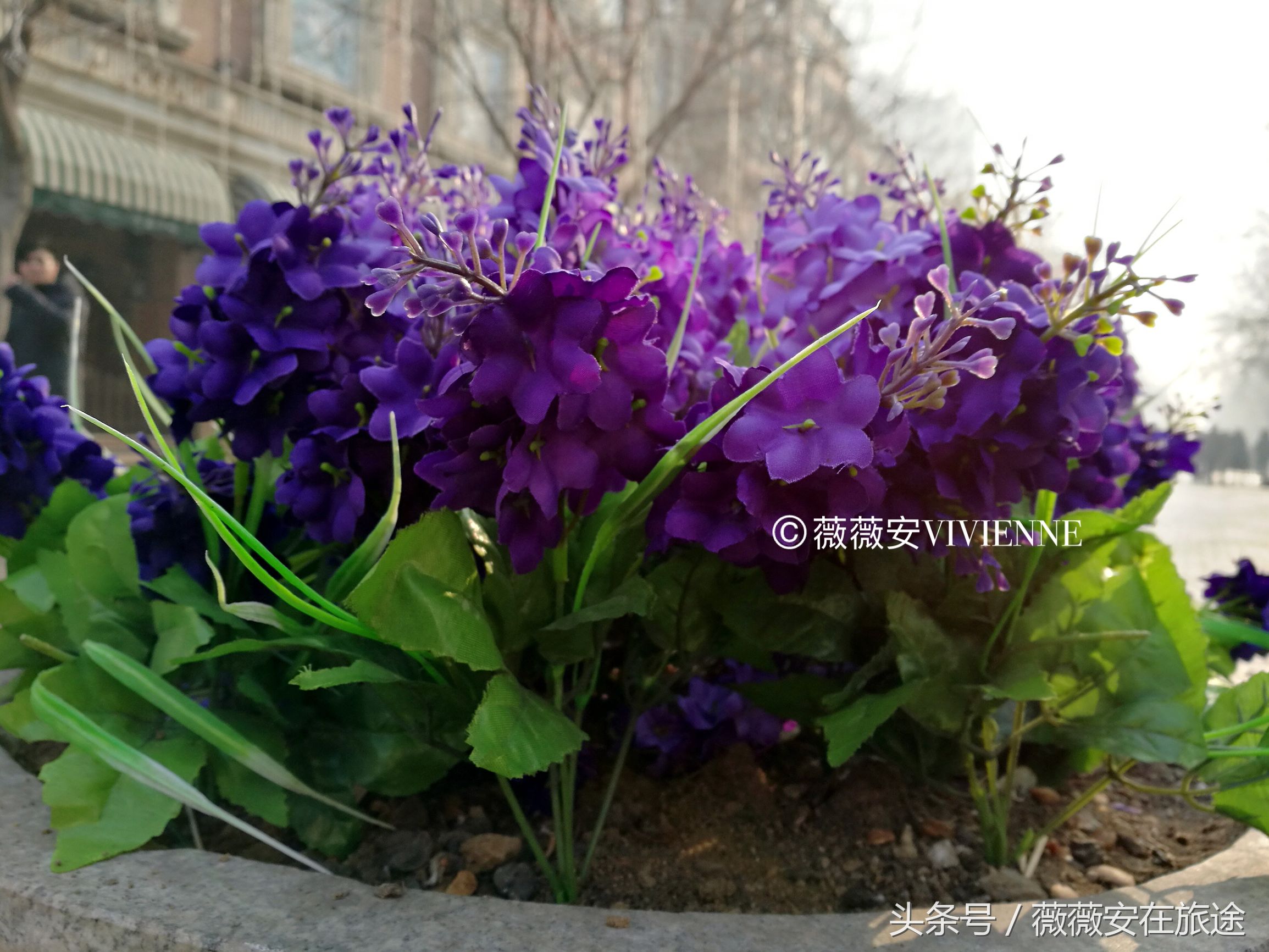 北国冰城之旅,奔赴冰城哈尔滨感受北国浪漫