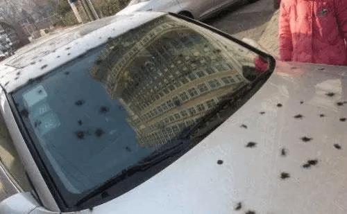 车位被鞭炮炸伤保险理赔吗,鞭炮炸伤车漆车损险赔吗