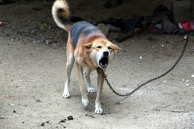 黄毛黑背黑嘴的土狗好不好,看家护院黑背土狗出售