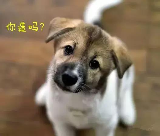 狗狗打嗝是狂犬病吗,狗狗像打嗝似的抽搐