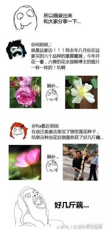 网购的小玫瑰盆栽能养活吗,网购收到玫瑰盆栽记得这样操作