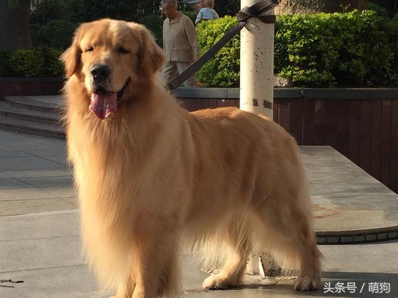 不同的金毛颜色,金毛各种造型