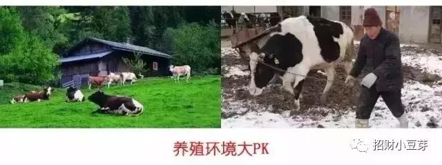 澳大利亚蛋白质粉品牌排行榜,澳大利亚儿童奶粉大全