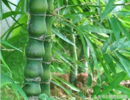 葫芦竹为什么不长,家里种的葫芦不旺怎么办