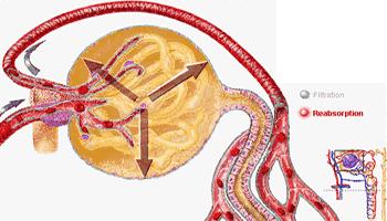 假期综合症进入工作态势,肾病综合征恢复期可以工作吗