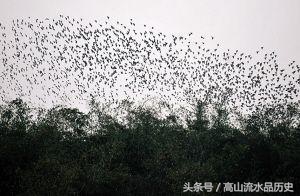 鸟类史上的壮举，为保家卫国同武装到牙齿的美军展开生死血战