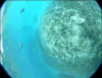 毛里求斯幸福的天堂完整版,天堂的故乡毛里求斯