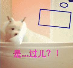 如何鉴定萨摩耶是否纯种,怎么判断萨摩耶是不是纯种