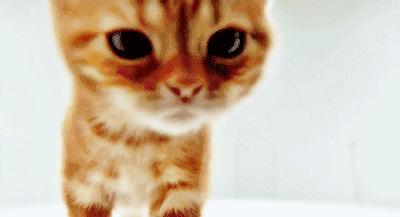 胆小猫咪家里突然发现陌生人,胆小的猫咪到家多久才适应