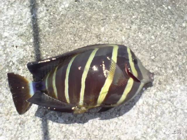 冲绳岛海钓,海钓福利