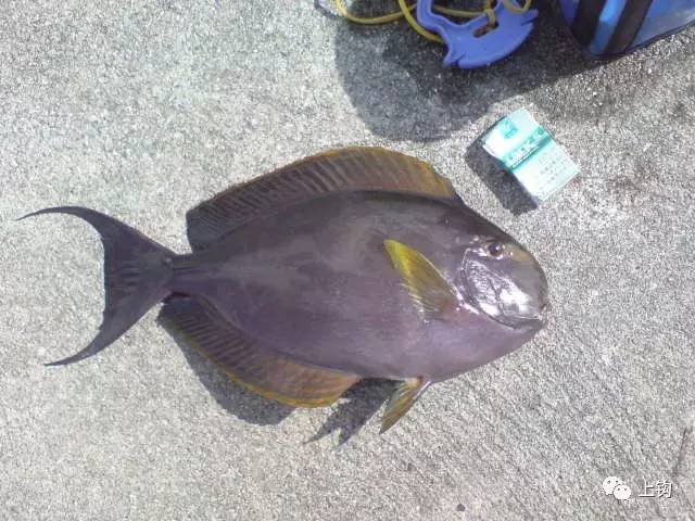 冲绳岛海钓,海钓福利