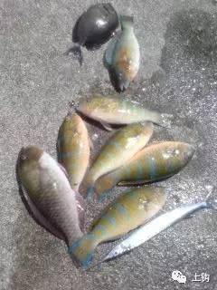 冲绳岛海钓,海钓福利