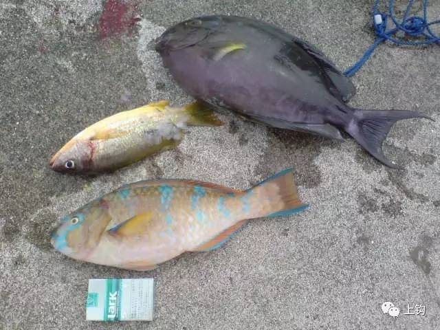 冲绳岛海钓,海钓福利