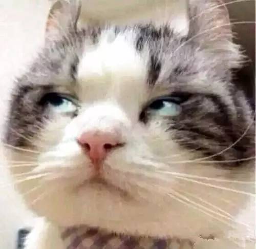 猫咪爱记仇怎么办,猫咪记仇持续多长时间