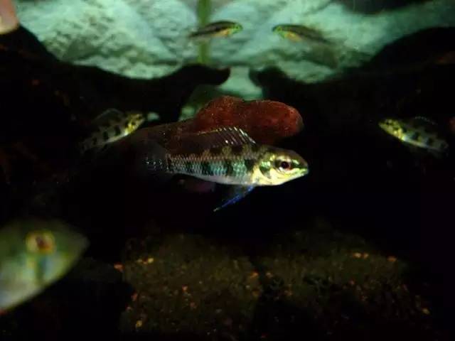 人见人爱的观赏鱼,金波子鱼观赏鱼