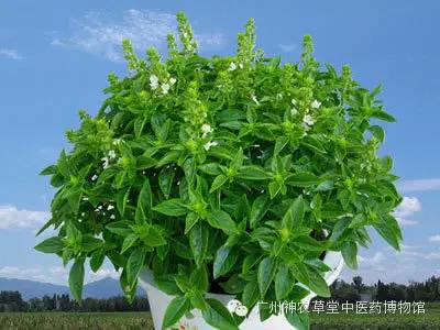 六种调料不适合宝宝,什么调料适合儿童吃