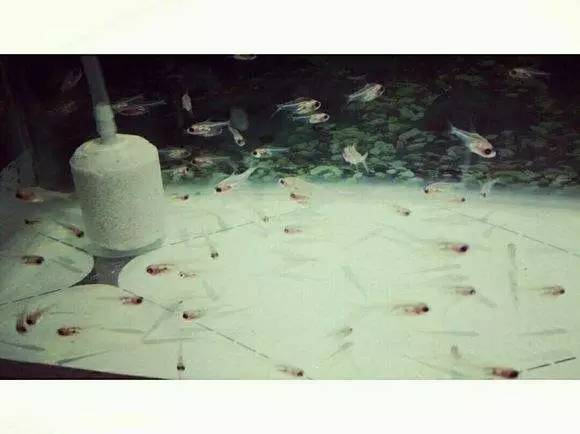 人见人爱的观赏鱼,金波子鱼观赏鱼